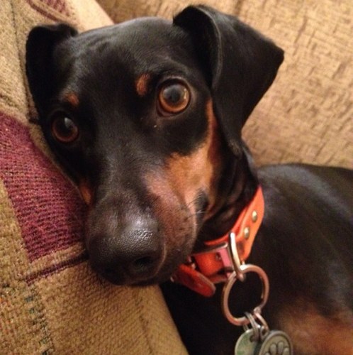 shoo_horn's profile picture. I am Legion, for we are many