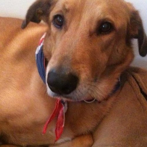 simba4president's profile picture. Best friend and not only because i'm a rescue dog. Sadly put to sleep 10/9/2014 my spirit lives on.