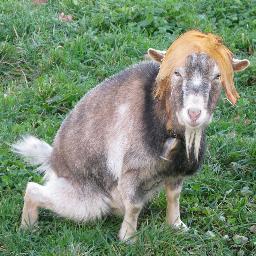 I'm just a goat called Boris