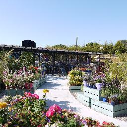 Blenheim Plant & Garden Centre, Your local garden centre & nursery offering a wide range of plants & garden sundries. Bromley Road, Colchester Essex CO7 7SF