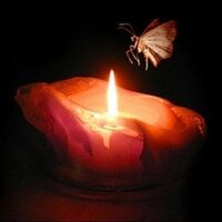flaming moth (@flamingmoth) 's Twitter Profile