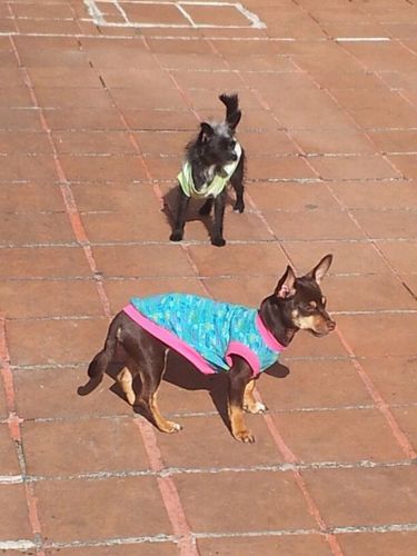 Amante de los animales, fiel creyente de que ellos son la especie superior, y por mucho, nosotros la inferior! Hay un Dios que todo lo ve y al final, el decide!