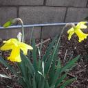 Lou Vera Ross - @LVR_Flowers - Twitter