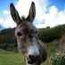 Elaine Donnell (@donnelle) Twitter profile photo