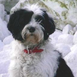 Love Ramsgate and Thanet and want them to succeed.  Adore my Tibetan Terrier, authentic vintage and shabby chic which describes my home and possibly me!