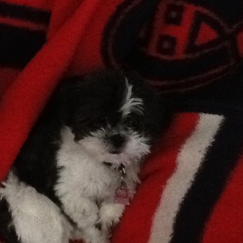 Habs4evr's profile picture. 