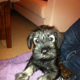 Hi, this is my diary. I am a Standard Schnauzer called Pinto. Fan of @FindaPetMinder