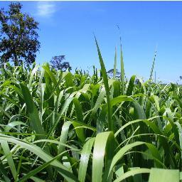 Marioti Agronegócios Vendas de implementos e Propriedades Rurais telefone:(16) (99105-1009)
