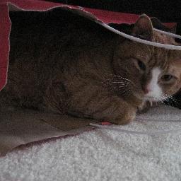 I am a reporter with The Danville News and an avid animal lover who volunteers at a local shelter.