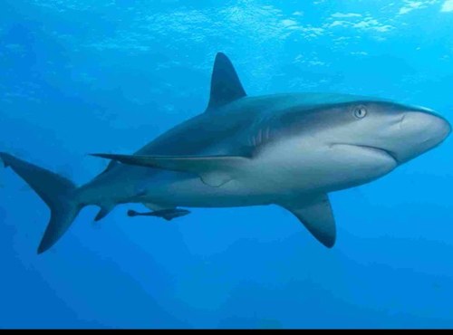 OH WHEN THE SHARKS.. GO SWIMMING IN.. OH WHEN THE SHARKS GO SWIMMING IN.. WERE GONNA BEAT ALL YOU LOSERS.. WHEN THE SHARKS GO SWIMMING IN #youthcamp2013