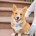 Bacon The Corgi (@baconthecorgi) Twitter profile photo