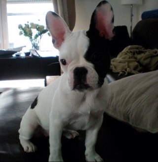 filou_fifi's profile picture. French Bulldog. Multi-lingual. Snorer. Ball player. Snuggler.