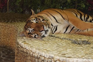 RomanZyev's profile picture. 