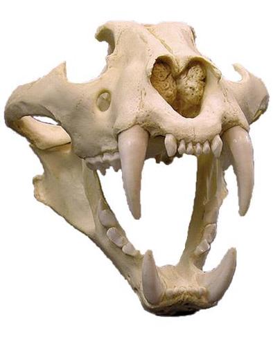 CoolCraniums's profile picture. Cool store for animal skulls, bones, furs, hides, and other items. I love mortuary and forensic fields of study. And anything trucks- the bigger, the better!