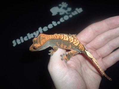 Our aim is to be your one stop shop for all of your reptiles needs. We source hard to find items and pride ourselves on delivering you excellent products