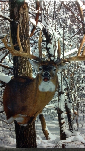Whitetails and Wild turkey...