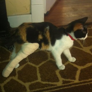 scottyflorey's profile picture. 