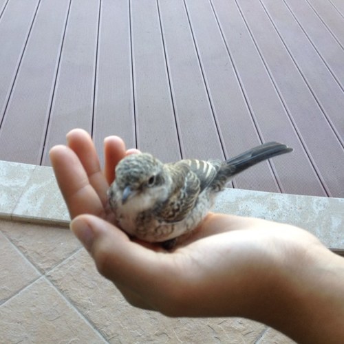 gakgun's profile picture. 