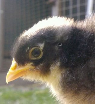 https://t.co/Cy6PMUM6Xv  England Kent

......Also Allotment keeper and chicken keeper keep Bantam Australorps..follow Southampton fc