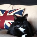 Susan McDevitt - @tnkacatathome - Twitter