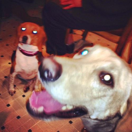 Just your average Yellow Lab!