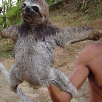 sloth pillow pet