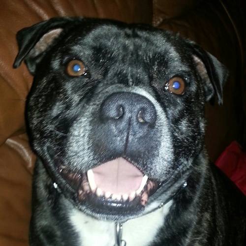 chambers473's profile picture. 