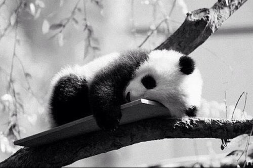 Le panda suit tout le monde mais il n'est pas sur d'être suivis en retour