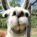 LLAMA SOCIETY™ (@lovethyllama) Twitter profile photo