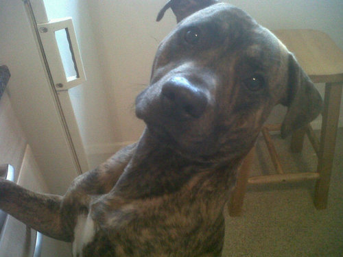 cazhickman's profile picture. got a good job and a wonderful new man by myside x