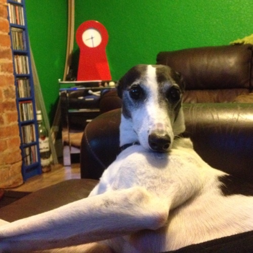 World's best black and white hound. Went OTRB 4th March 2017