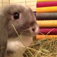 Debbie Rhodes (@rdebbo) 's Twitter Profile