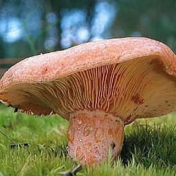 LBNiscalo's profile picture. Cuenta Oficial de LA BANDA DEL NISCALO. Enfrentados contra #la banda del cuco y contra La Sancha por igual...Nosotros NO tenemos hojas de reclamaciones