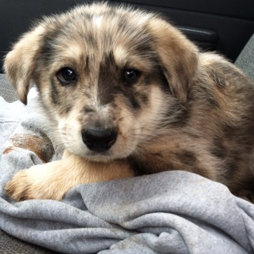 TwitrlesEthan's profile picture. 