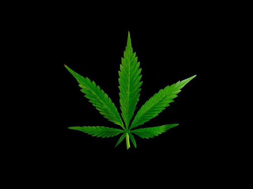 This page is dedicated to protesting and advocating the legalization of marijuana in Illinois. Follow My Regular Twitter Page @TrippyHipppie_