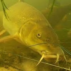 BarbelQuest's profile picture. Semi experienced angler on a quest to catch barbel.