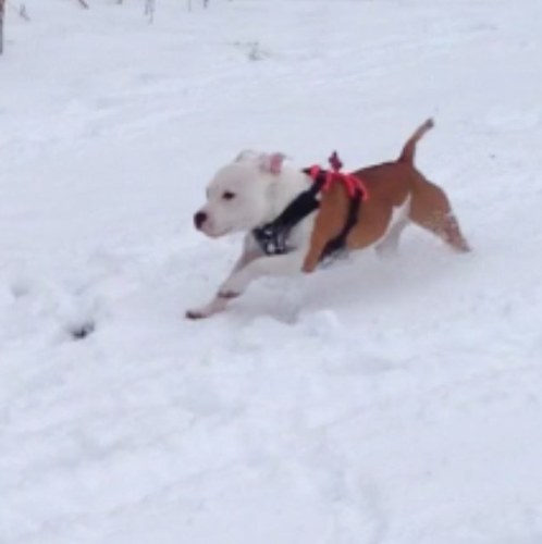 hi im harley a red and white short leg staffie, im as dopey as i look but very cute and lovable