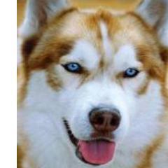 Hi my name is Hailey and I love Siberian Rask I'm 13 years old
Love Selena Gomez