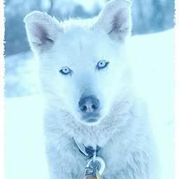 @MasterOfFright_'s best friend, loyal, caring. My bite is worse then my bark *winks* So don't hurt Jack or me! #EvilDisney