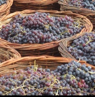 kulenkochile's profile picture. Viña y Reserva Natural - Vineyard and Nature Reserve