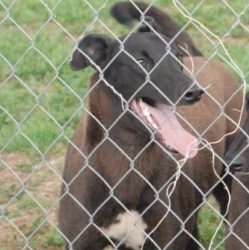 I'm a dog...actually, I'm a Greyhound...a racing Greyhound...yes, I'm fast...I'm living in Florida soaking up the sun! Come see me at Ebro Greyhound Park!
