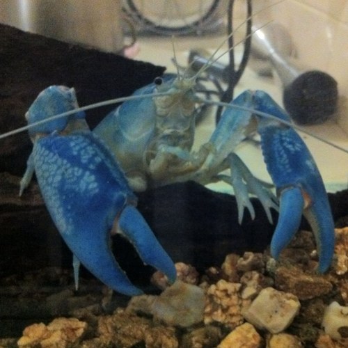 phillipsand1's profile picture. Proverbs 31:6-7 
Magpies fan, Aus cricket, NUFC ⚽️, Dbacks ⚾️