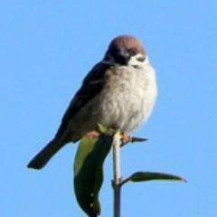 自然が大好き！特に鳥が好きです。いろんなところに目を向けていきたいです。