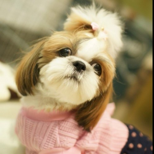 shwang00's profile picture. 