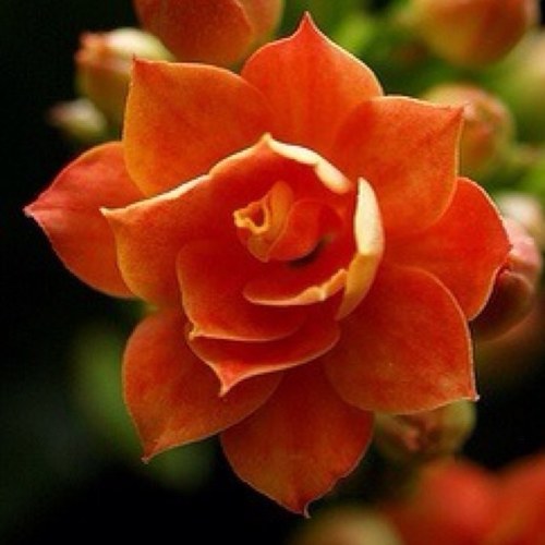 YepSommay's profile picture. 