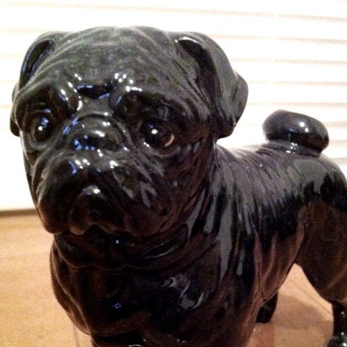 fuji902's profile picture. 色んなことをマイペースにやってます。水中が居心地よくて、ダイビングをこよなく愛してます。ダイビング/ダイブマスター/TG-5/登山/パグ/フレンチブル