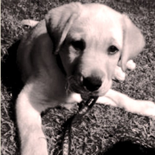 I'm Brit Payne, the girl puppy. I love my family, i would never leave them!!! (: If you follow me i love you. ❤ Woof..