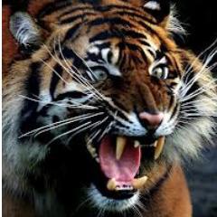 dzakydidan's profile picture. Badminton is everything