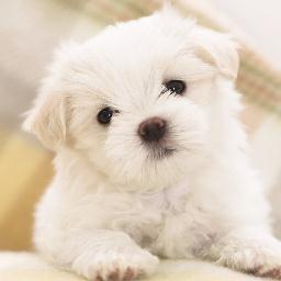 Useful Puppy Information
