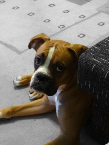 MajloBokser's profile picture. W życiu każdego jest taka chwila gdy trzeba polegać na innych. Ja jestem jestem w takiej sytuacji będę zamieszczał filmiki i proszę o OGLĄDALNOŚĆ